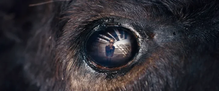 Animale_Foto 1